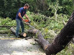 Trusted Compton, CA Tree Services Experts