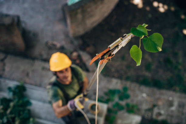 How Our Tree Care Process Works  in  Compton, CA